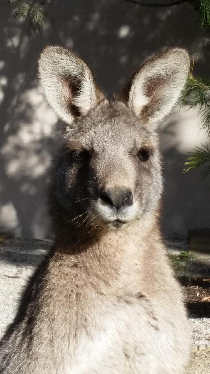 Yha Grampians Eco, Холс Гап Екстериор снимка